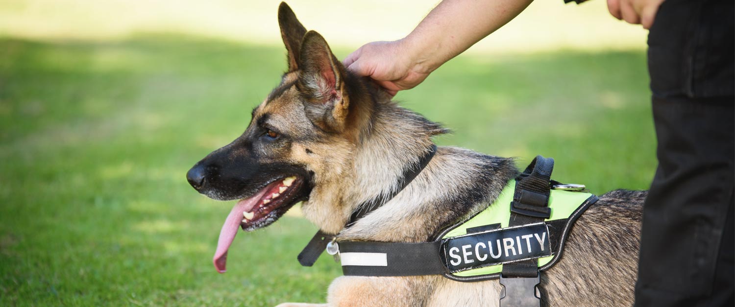 Canine security patrols